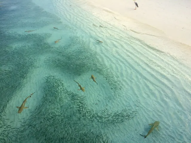 requins à punta cana