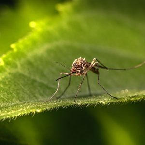Mosquitoes in Punta Cana