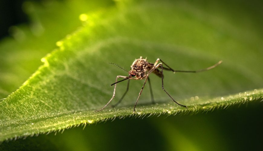 Mosquitoes in Punta Cana