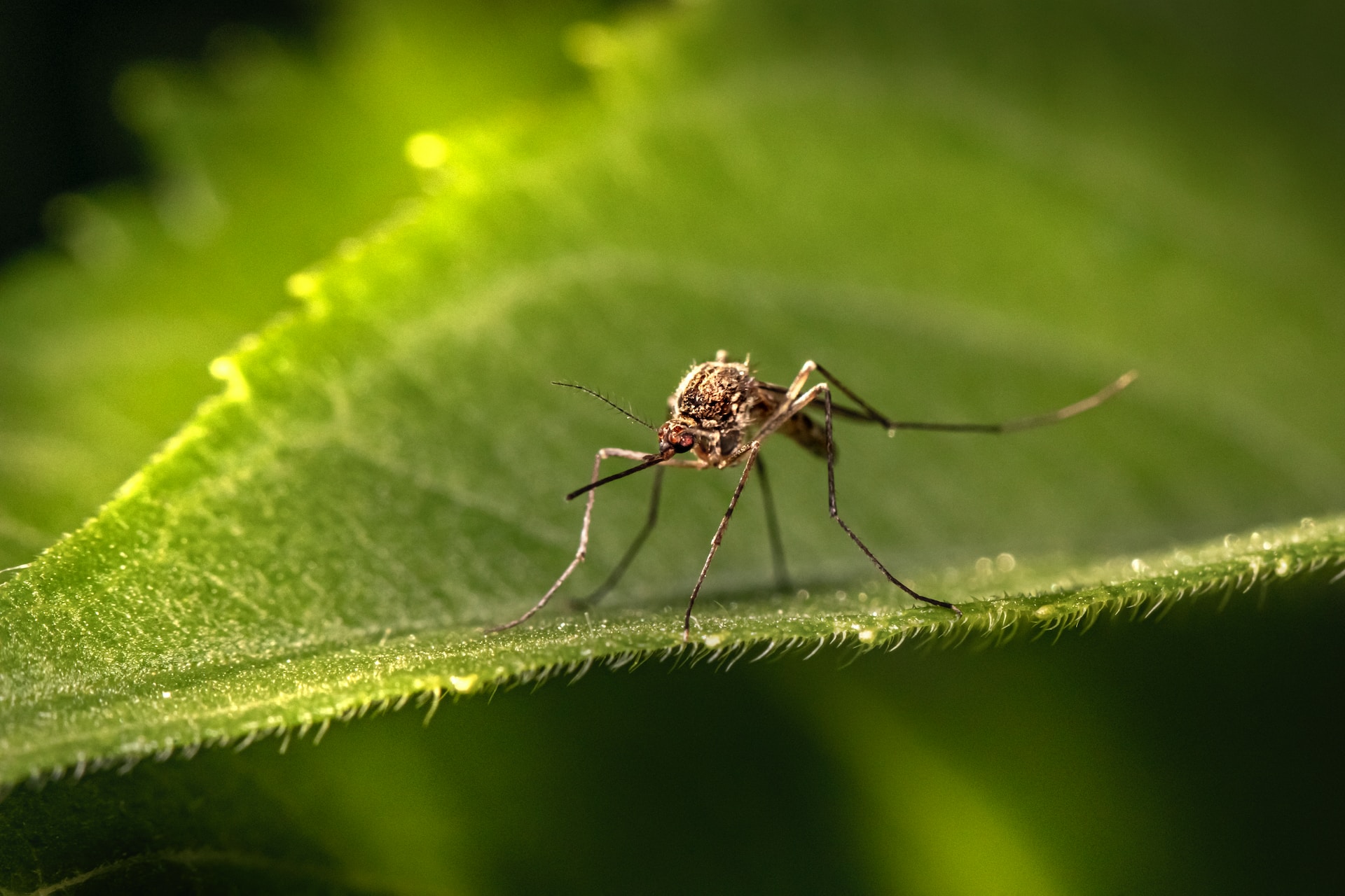 Mosquitos em Punta Cana