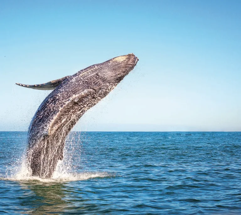Whale Watching